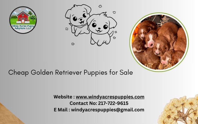 Affordable Golden Retriever Puppies For Sale – Ready For A Loving Home